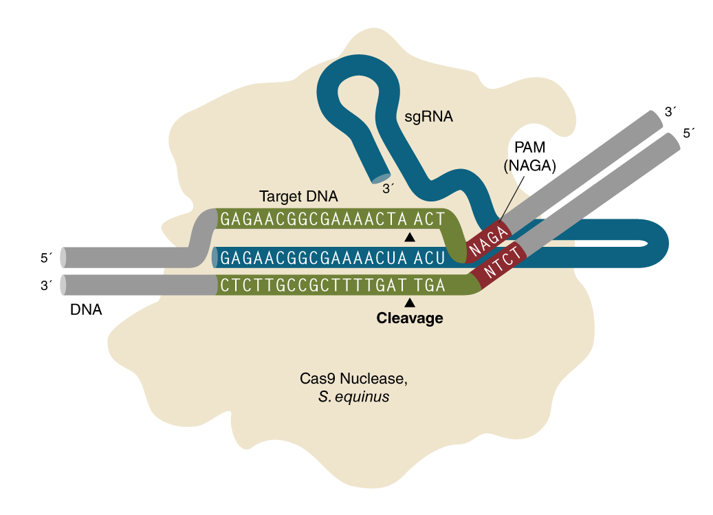 Diagram of a sequence