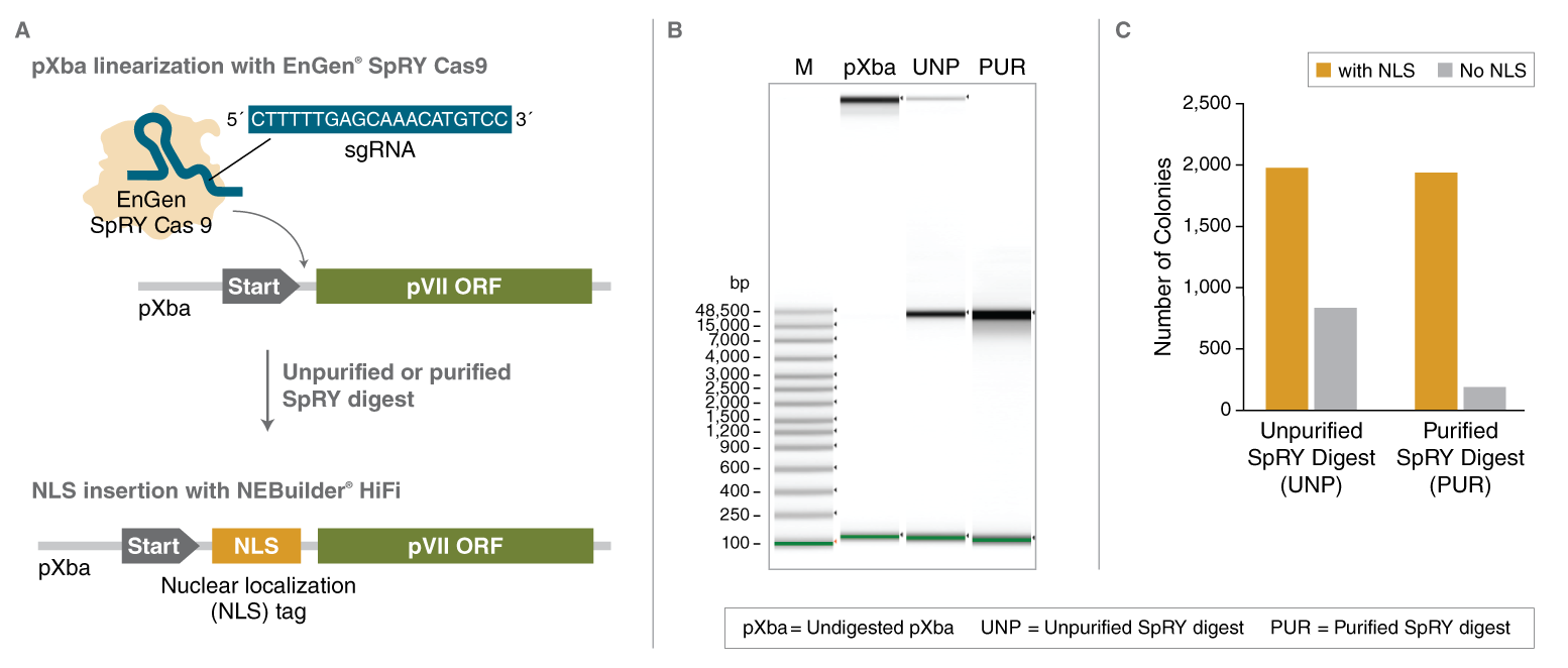 M0669 Suitability for NEBuilder