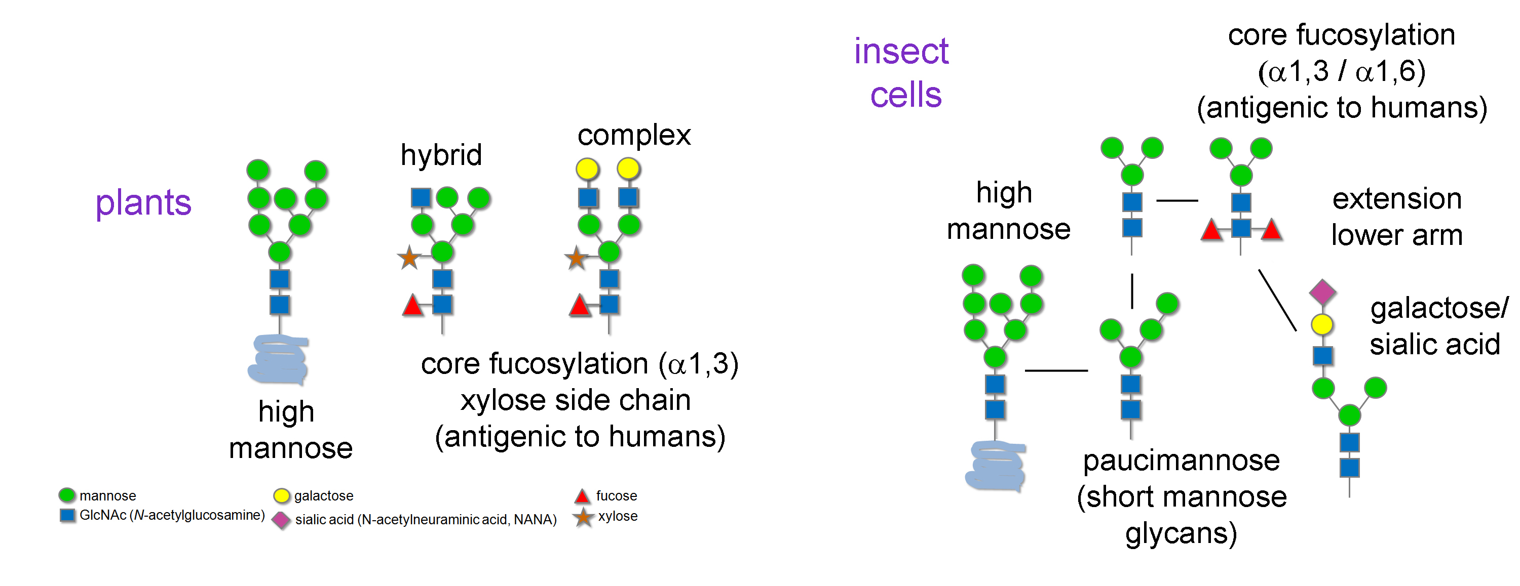Plant and Insect Glycan Analysis | NEB