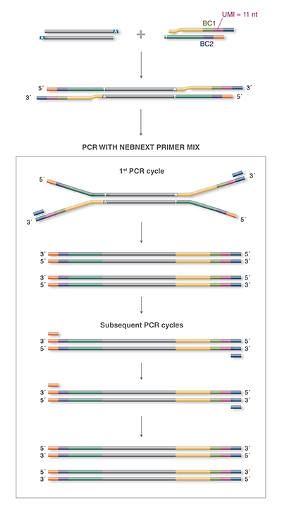 NEBNext® Multiplex Oligos (Adaptors & Primers) | NEB