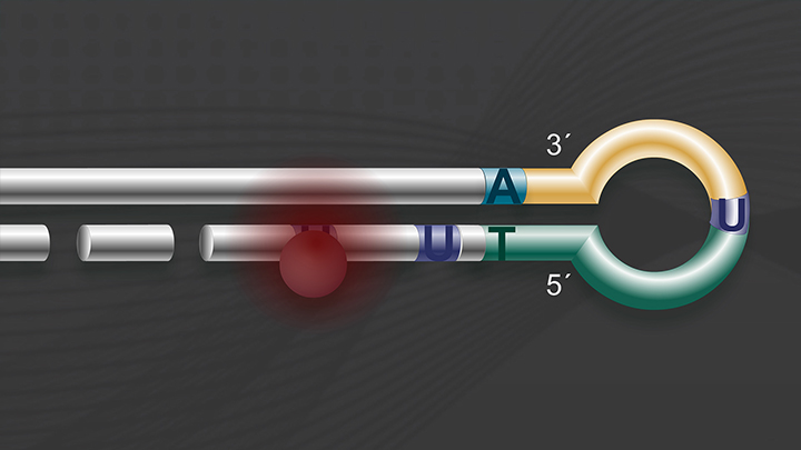 Size Selection And Cleanup With Nebnext Ultra Ii And Spri Beads Neb Size Selection And Cleanup With Nebnext Ultra Ii And Spri Beads Neb