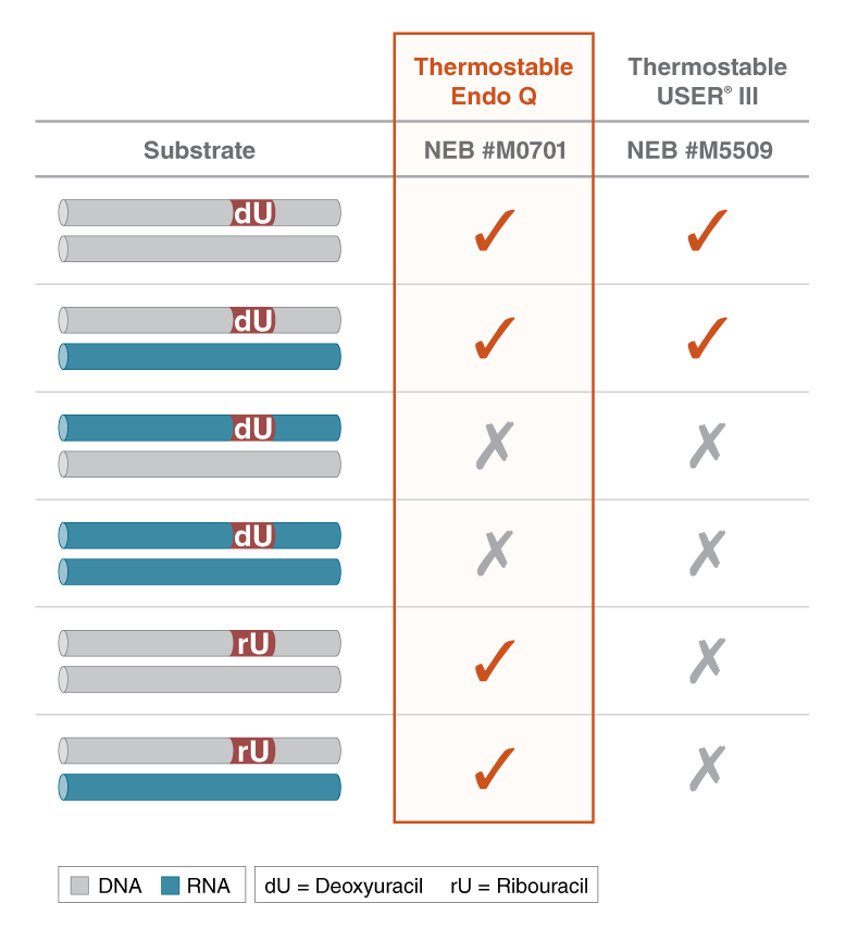 Thermostable Endonuclease Q active in some DNA:RNA