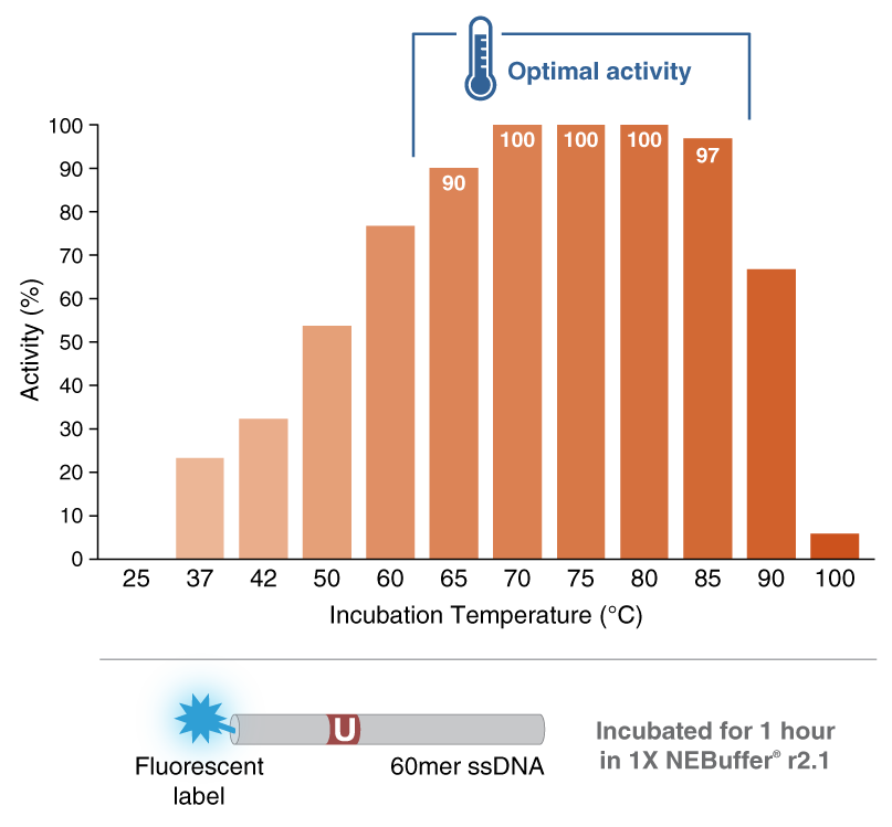 Temperature Profile of Thermostable Endonuclease Q