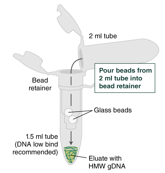 NEB Protocol for High Molecular Weight DNA (HMW DNA) Extraction from Bacteria (NEB T3060) NEB