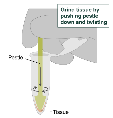 Protocol for High Molecular Weight DNA (HMW DNA) Extraction from Tissue ...