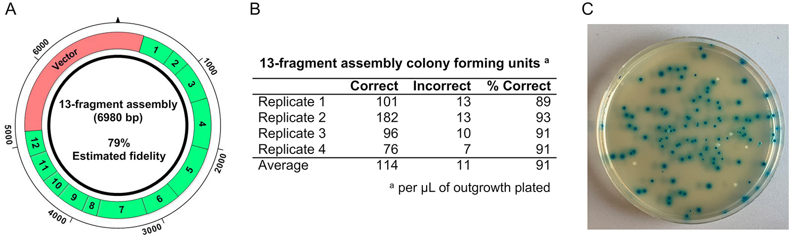 13-Fragment Golden Gate Assembly Protocol using SapI (NEB #R0569) | NEB