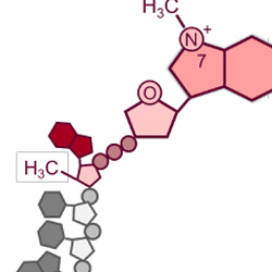 Chan Lab | NEB