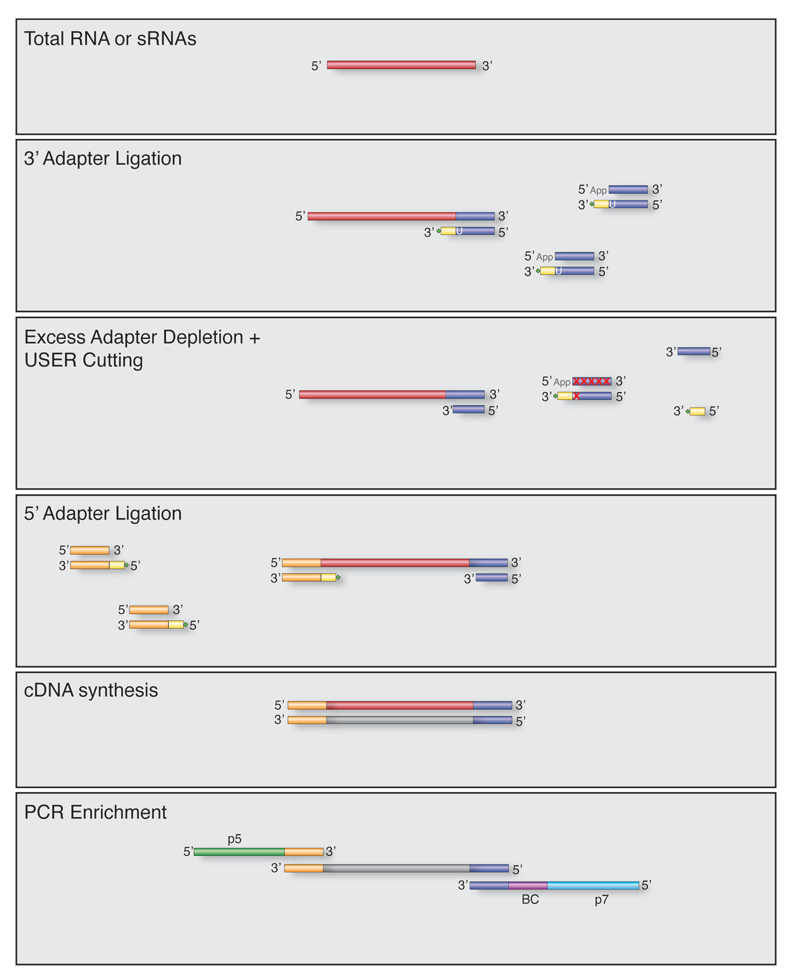 Novel small RNAseq NEB