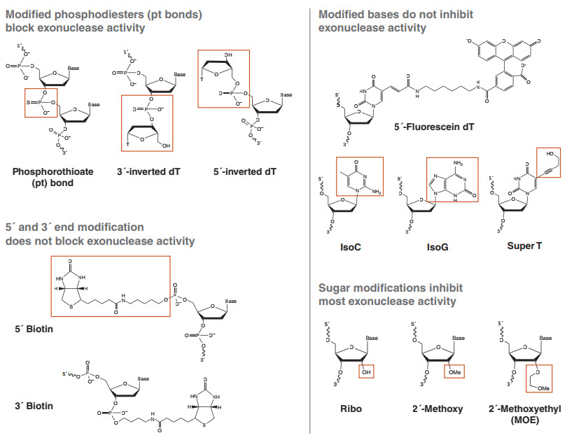 The effect of nucleic acid modifications on digestion by DNA