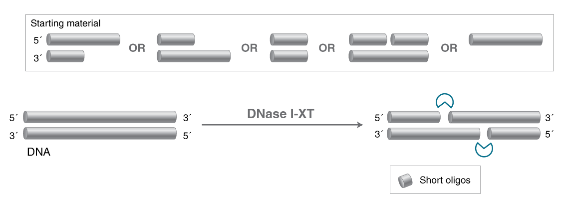 Activities of Exonucleases and Non-specific Endonucleases | NEB