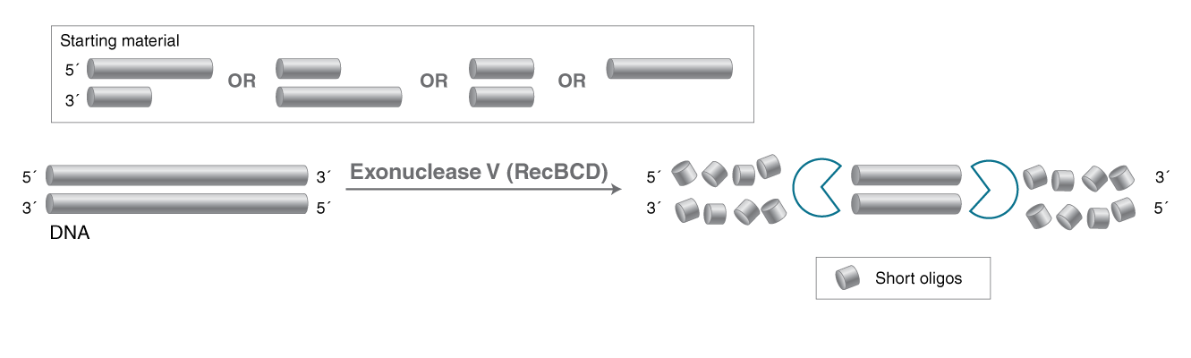 Activities of Exonucleases and Non-specific Endonucleases | NEB