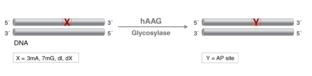Activities of DNA Repair Enzymes and Structure-specific Endonucleases | NEB