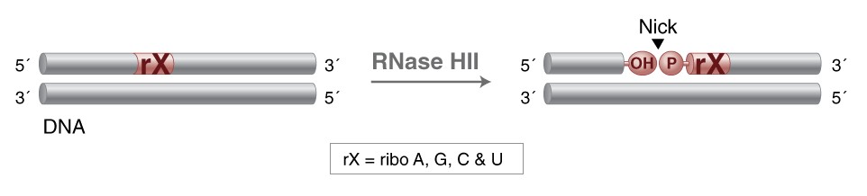 Activities of DNA Repair Enzymes and Structure-specific Endonucleases | NEB