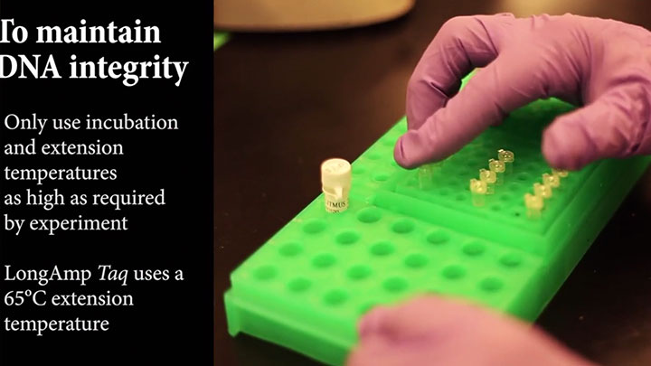LongAmp® Taq 2X Master Mix | NEB