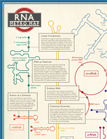 RNA Metro Map