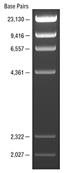 GDSBio Marker 3 DNA Marker Gel Electrophoresis Blue Appearance