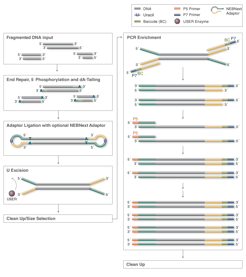 NEBNext® Ultra™ DNA Library Prep Kit for Illumina® NEB