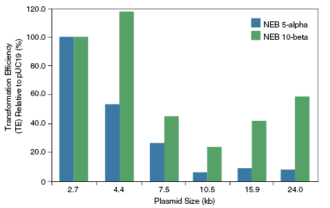 Effect of Plasmid Size on Transformation Efficiency: 