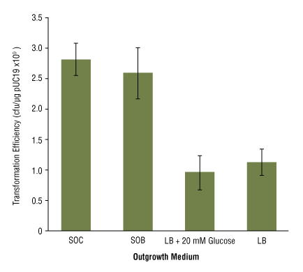 Effect of outgrowth medium on transformation efficiency: 