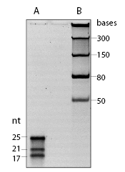 microRNA Marker | NEB
