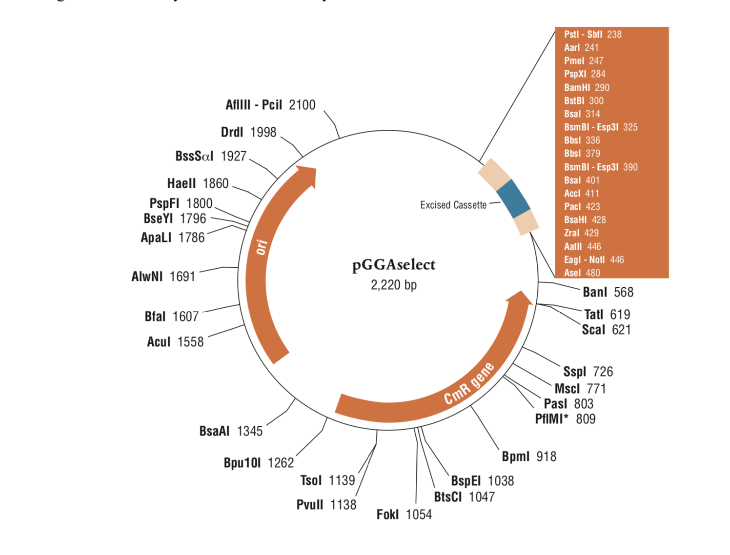 NEB® Golden Gate Assembly Mix | NEB