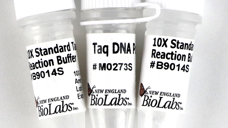 Taq DNA Polymerase with Standard Taq Buffer | NEB
