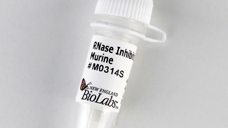 その他 Nia2 RNase Inhibitor, Murine | NEB