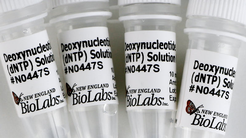 Deoxynucleotide (dNTP) Solution Mix | NEB