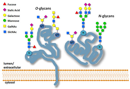 糖鎖生物学とは？ | NEB