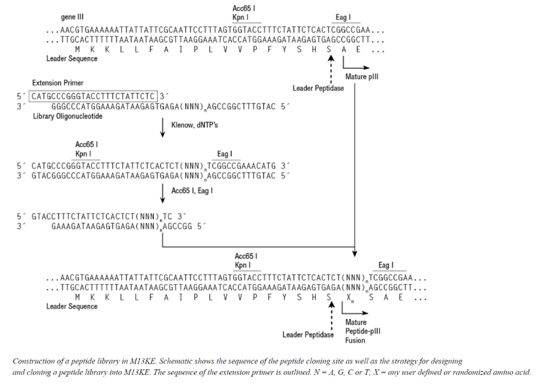 How are the PhD Phage Display Libraries cloned? | NEB