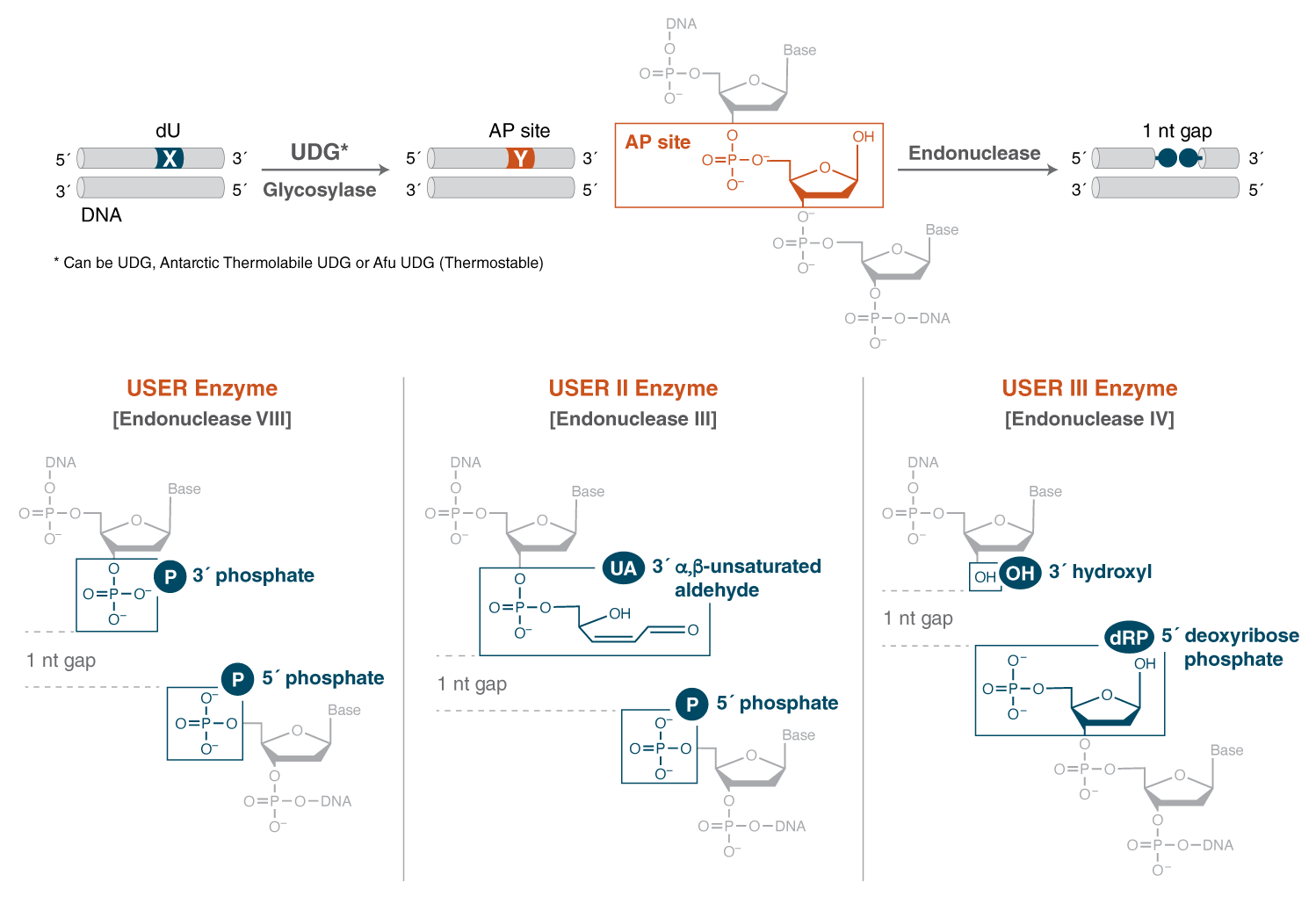 Thermolabile USER® II Enzyme | NEB