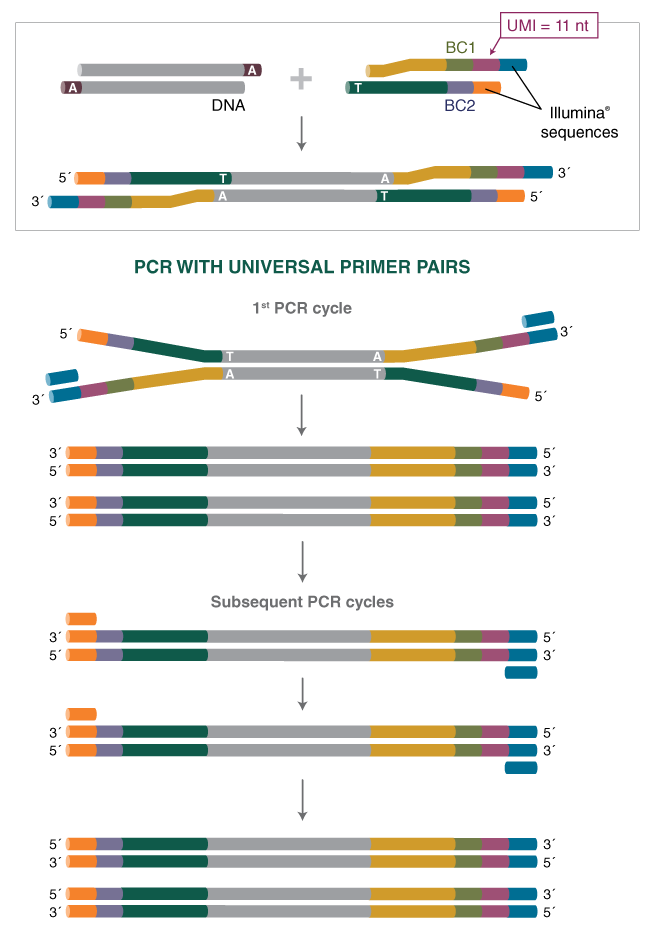 NEBNext® Multiplex Oligos for Illumina (Unique Dual Index