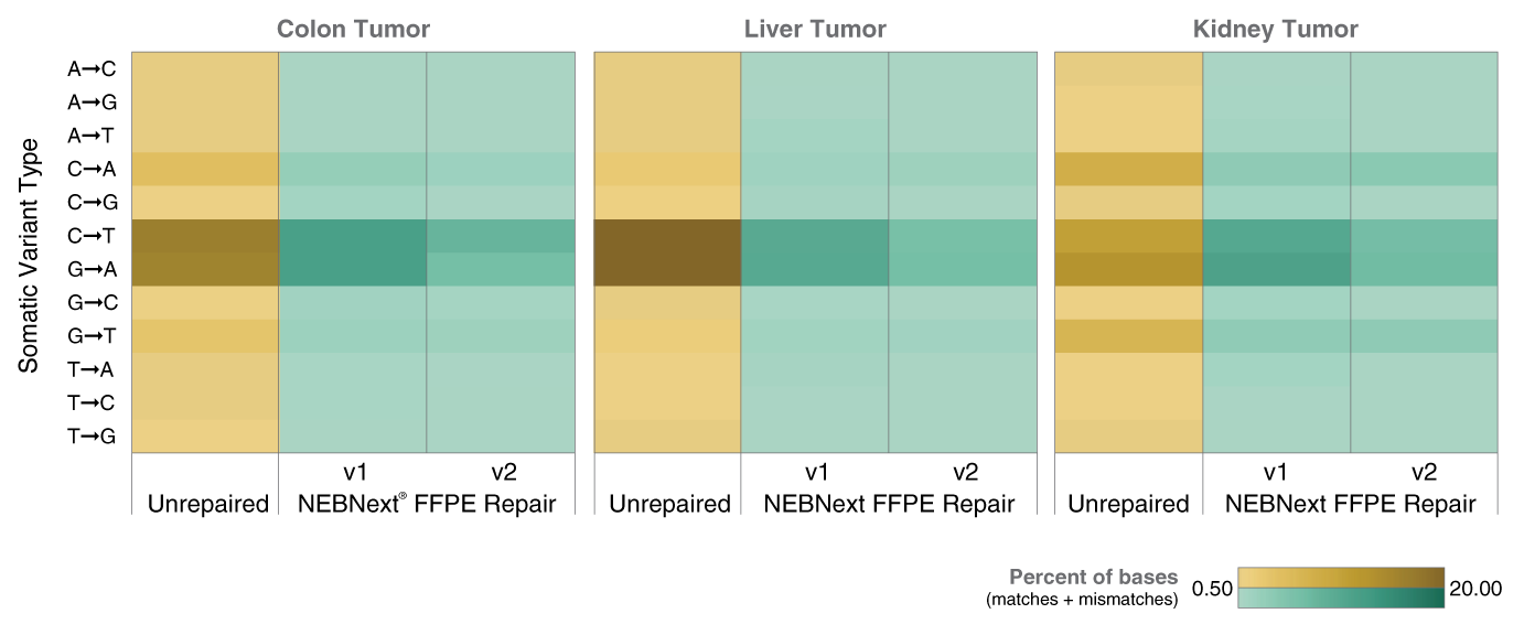 NEBNext FFPE DNA Repair v2 Module | NEB