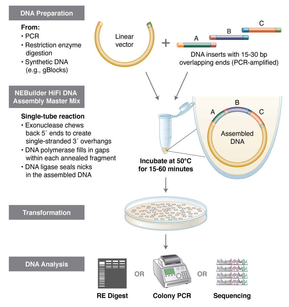 NEBuilder® HiFi DNA Assembly Cloning Kit NEB