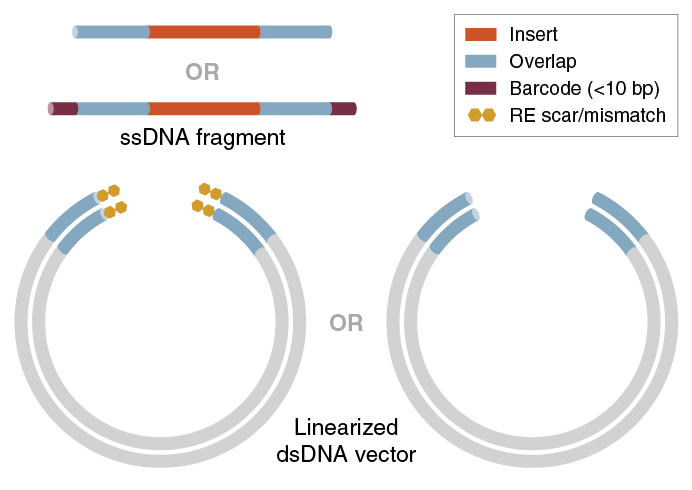 ヴァイアル　DNAの再編成 「DNA」 Protocol for Bridging Double-stranded DNA with a Single