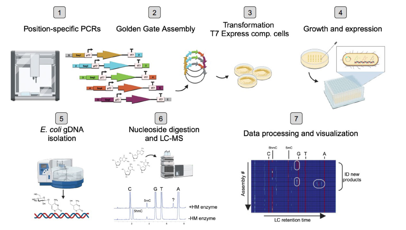 Discovery of 5mYOX-associated C5-cytosine hypermodifying enzymes | NEB