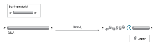 Activities of Exonucleases and Non-specific Endonucleases | NEB
