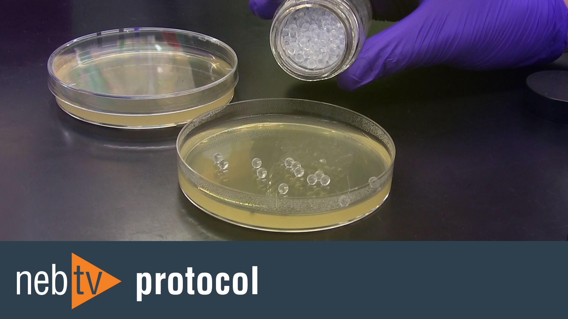 NiCo21(DE3) Competent E. coli | NEB