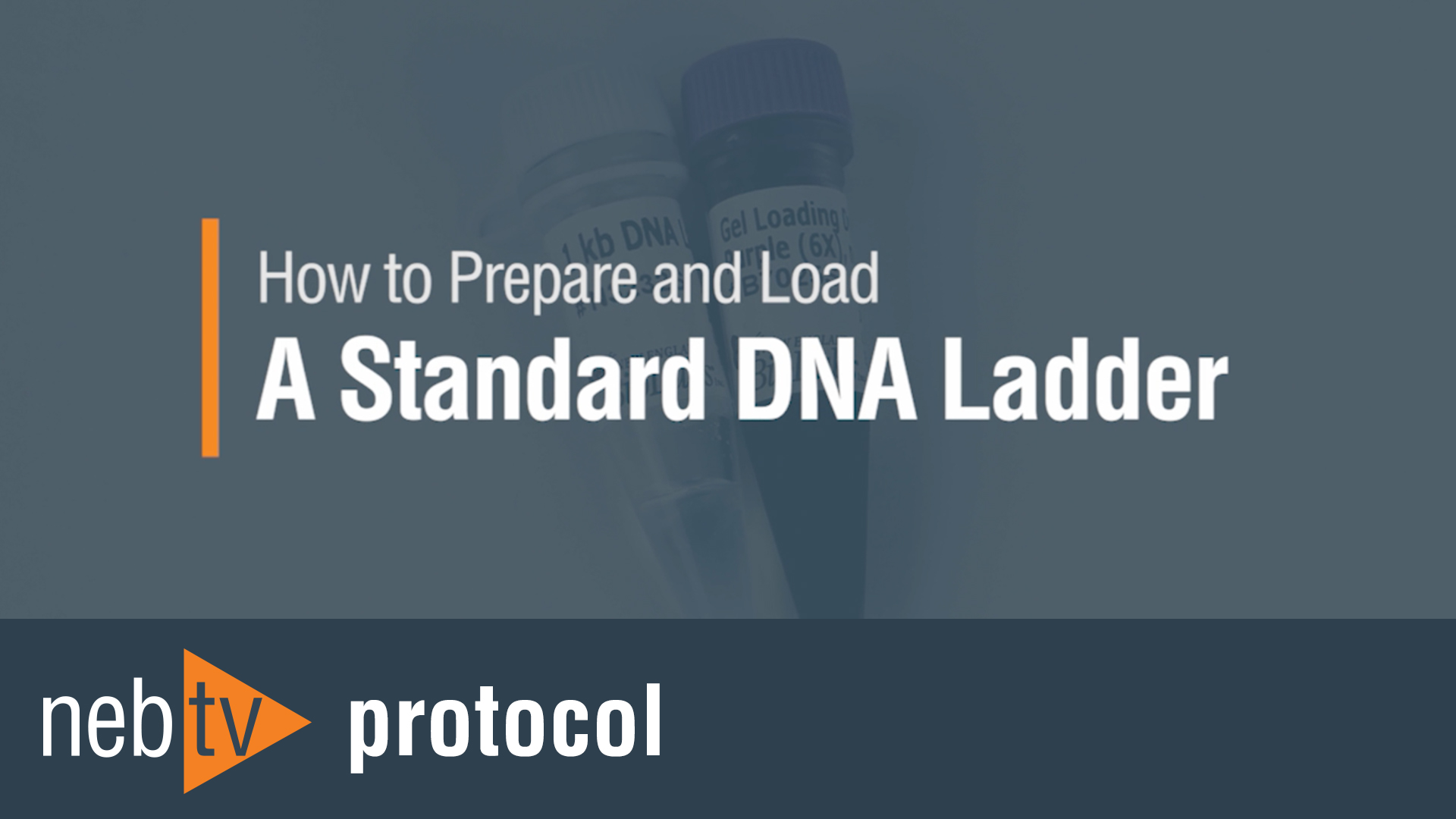 Supercoiled DNA Ladder | NEB
