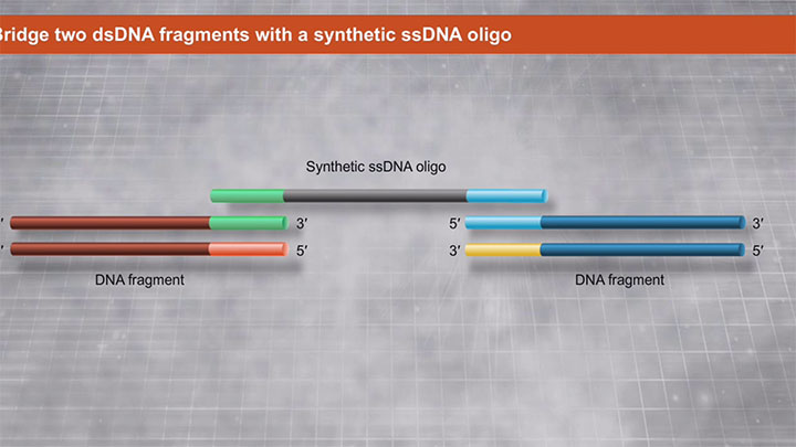 NEBuilder® HiFi DNA Assembly Master Mix | Gene Assembly | NEB