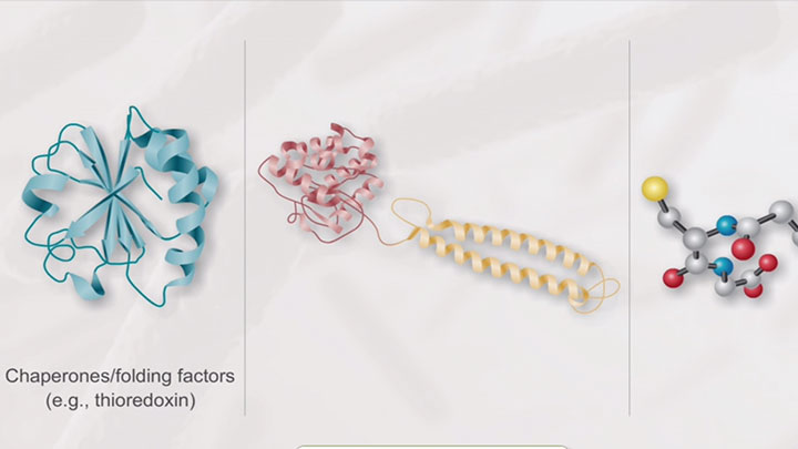 SHuffle® T7 Express Competent E. coli | NEB