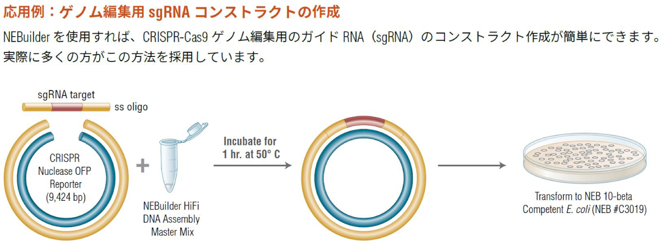NEBuilder HiFi DNA Assembly | NEB