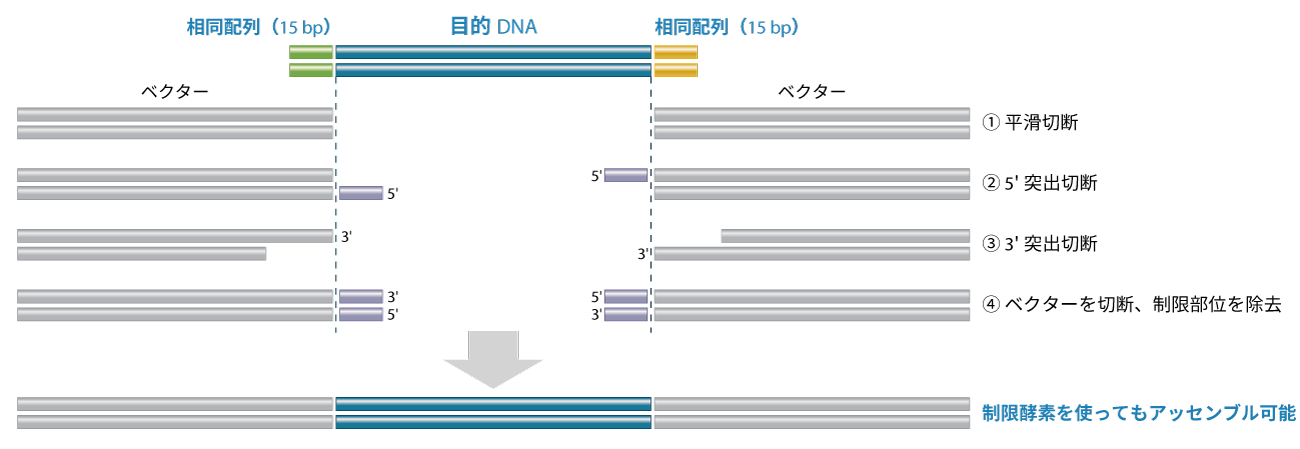 NEBuilder HiFi DNA Assembly | NEB