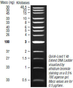 25/10 DNAプラス1本 Supercoiled DNA Ladder | NEB