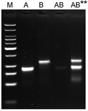 Figure 2: Multiplex HDA was improved by ET SSB