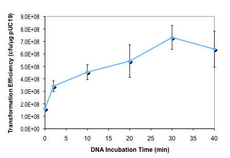 Effect of DNA incubation time on T7 Express Crystal competent E. coli transformation efficiency