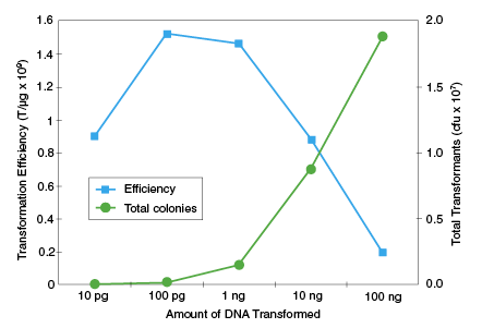 DNA Effects on Transformation Efficiency and Colony Output: