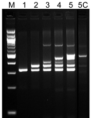 Figure 1: improved multiplex PCR by ET SSB