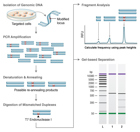 Engen Mutation Detection Kit Neb - mutation detection kit genomic dna is amplified with primers bracketing the modified locus pcr products are then denatured and re annealed yielding