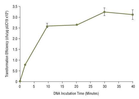 Effect of DNA incubation time on NEB 5-alpha competent E.coli transformation efficiency: 